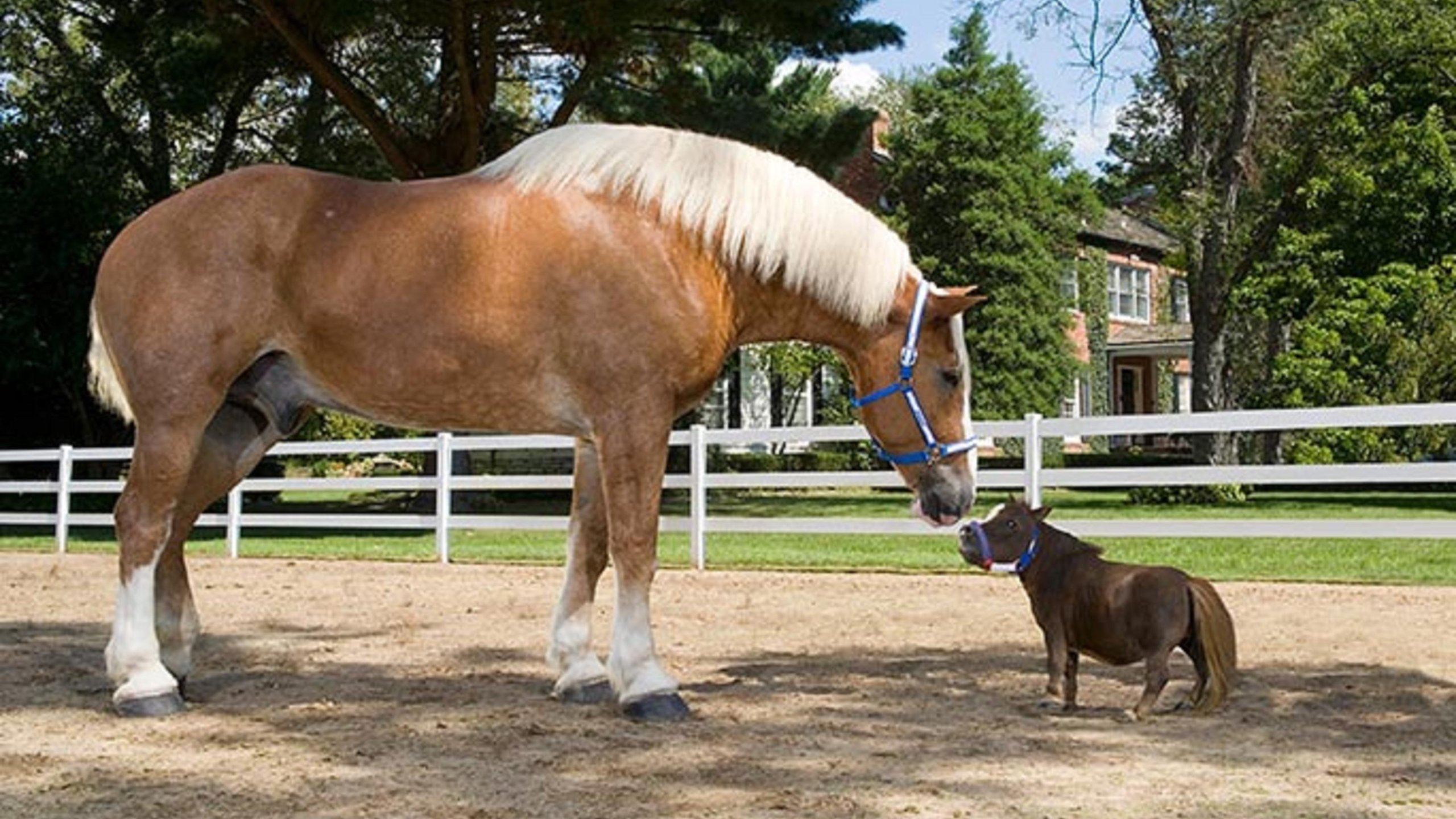 The Tallest and Smallest Horses In The World